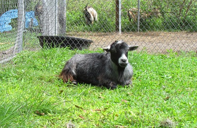 Goat laying in the grass