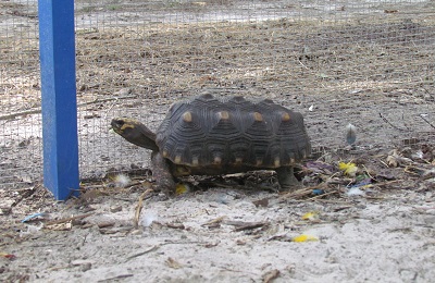 Tortoise with shell pyramiding